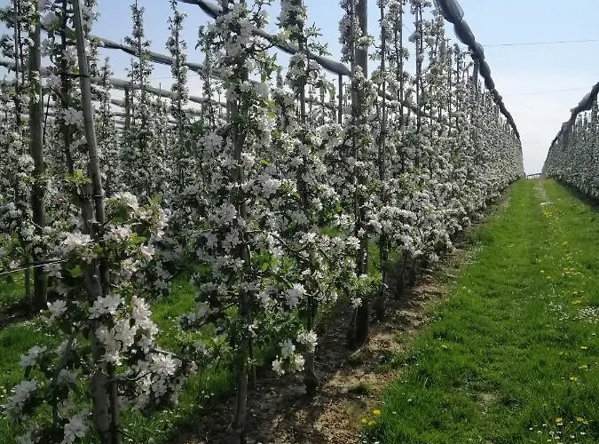 Pilgerhof Keller Apartamento